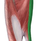 Musculus gracilis
