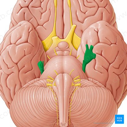 Nervio trigémino (Nervus trigeminus); Imagen: Paul Kim