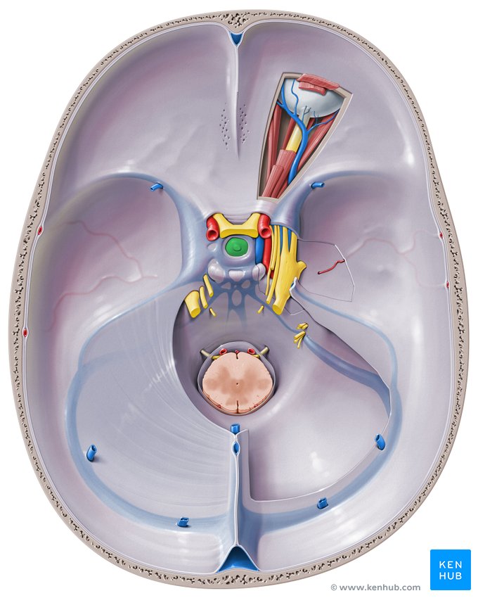 Pituitary gland - cranial view