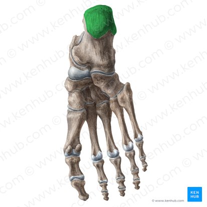 Calcaneal tuberosity (Tuber calcanei); Image: Liene Znotina