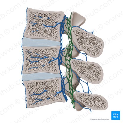 Plexo venoso vertebral interno posterior (Plexus venosus vertebralis internus posterior); Imagen: Paul Kim
