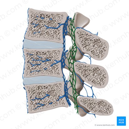 Posterior internal vertebral venous plexus (Plexus venosus vertebralis internus posterior); Image: Paul Kim