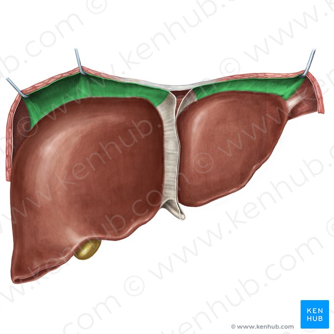 Anterior part of coronary ligament of liver (Pars anterior ligamenti coronarii hepatis); Image: Irina Münstermann