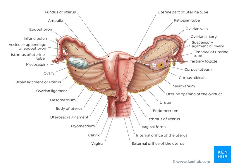 Anatomy of the uterus and ovaries: Anterior view