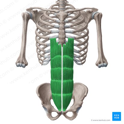 Musculus rectus abdominis (Gerader Bauchmuskel); Bild: Yousun Koh