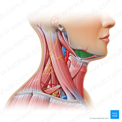 Trígono submandibular (Trigonum submandibulare); Imagem: Paul Kim