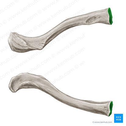 Carilla articular esternal de la clavícula (Facies articularis sternalis claviculae); Imagen: Samantha Zimmerman