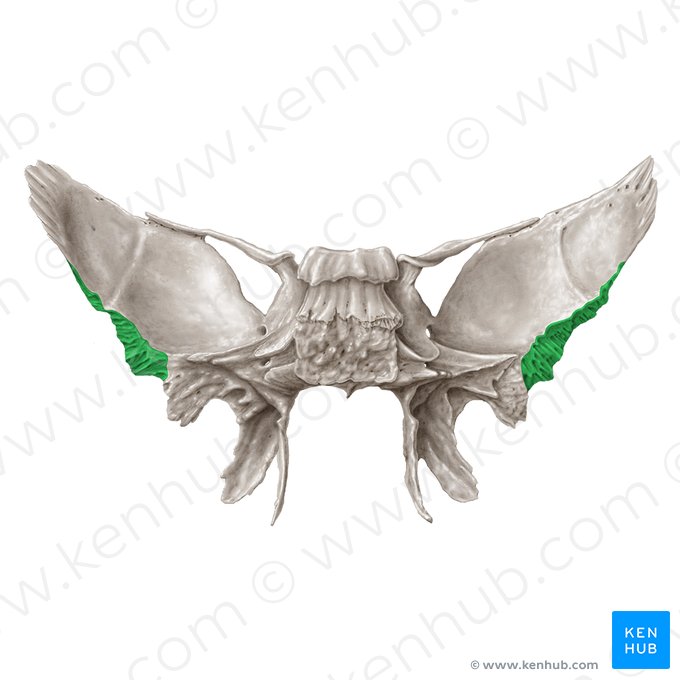 Margo squamosus alae majoris ossis sphenoidalis (Schuppenbeinrand des großen Keilbeinflügels); Bild: Samantha Zimmerman
