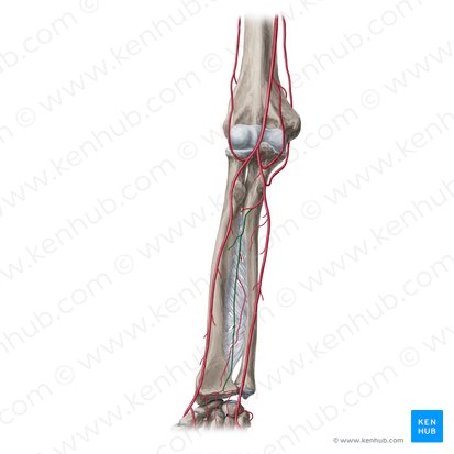 Arteria interossea anterior (Vordere Zwischenknochenarterie); Bild: Yousun Koh