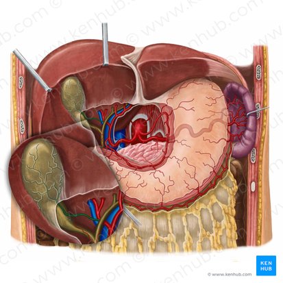 Arteria cystica (Gallenblasenarterie); Bild: Irina Münstermann