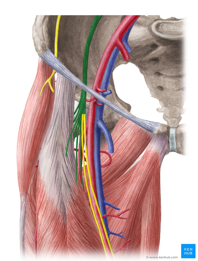 Nervo femoral (verde) - vista anterior