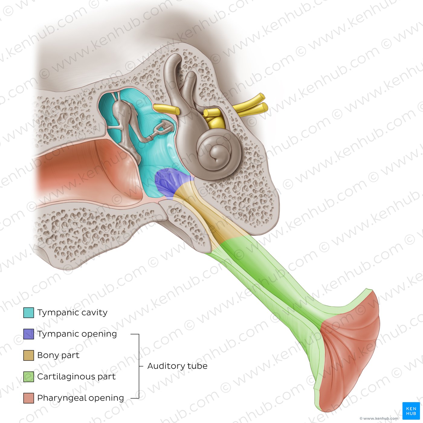 Parts of the auditory tube