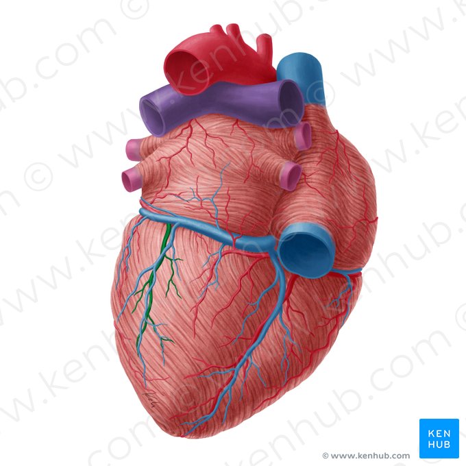 Inferior left ventricular branch of circumflex artery of heart (Ramus inferior ventriculi sinistri arteriae circumflexae cordis); Image: Yousun Koh