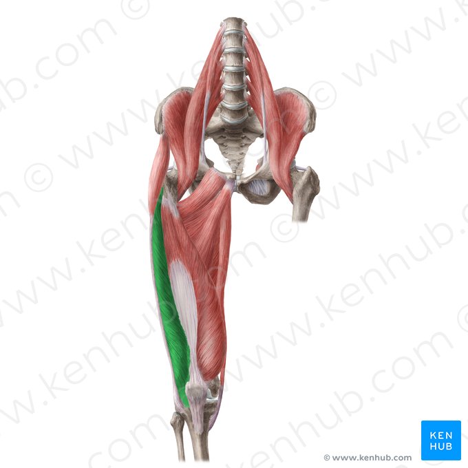 Músculo vasto lateral (Musculus vastus lateralis); Imagem: Liene Znotina