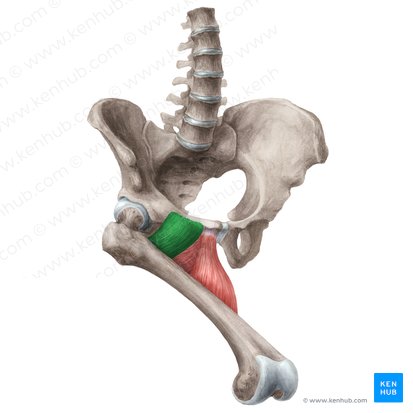 Músculo pectíneo (Musculus pectineus); Imagen: Liene Znotina