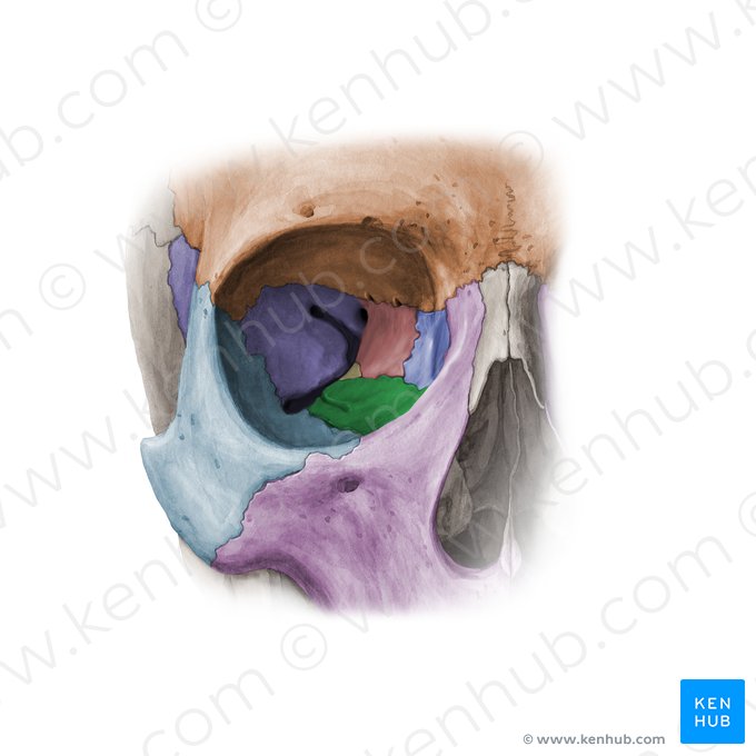 Cara orbitaria del maxilar (Facies orbitalis maxillae); Imagen: Paul Kim