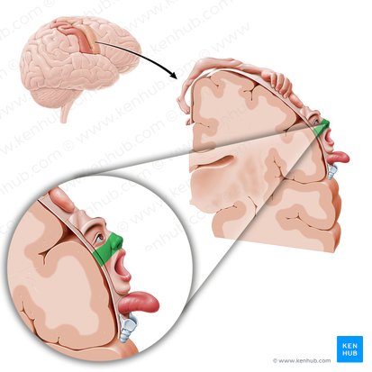 Motor cortex of nose (Cortex motorius nasi); Image: Paul Kim