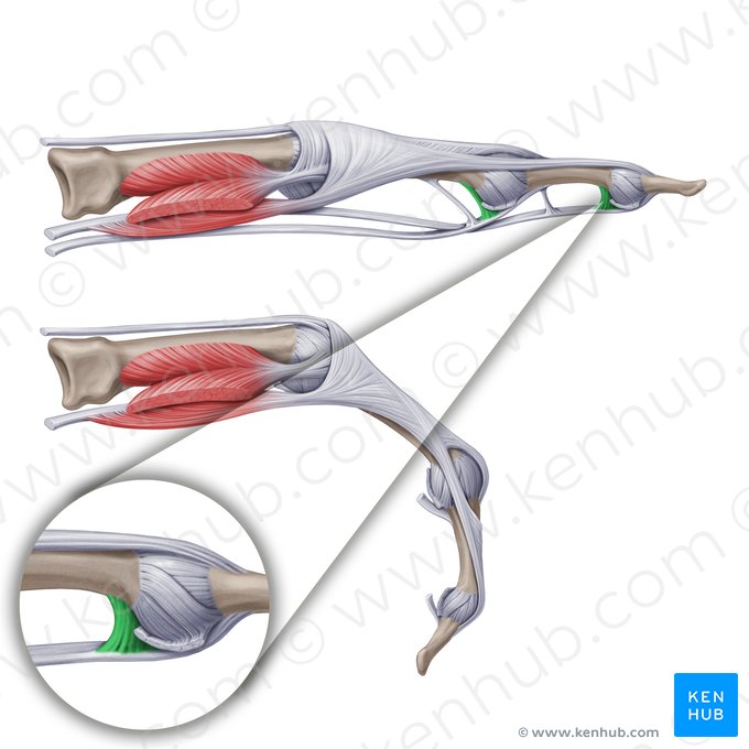 Vinculum breve tendinis (Kurzer Faserzug); Bild: Paul Kim