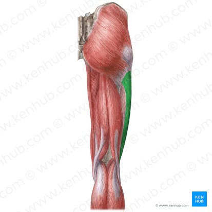 Iliotibial tract bursa - Pocket Anatomy