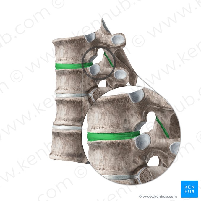 Articulações intervertebrais (Articulationes intervertebrales); Imagem: Liene Znotina