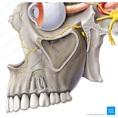 Nervo alveolar superior anterior (Nervus alveolaris superior anterior); Imagem: Paul Kim