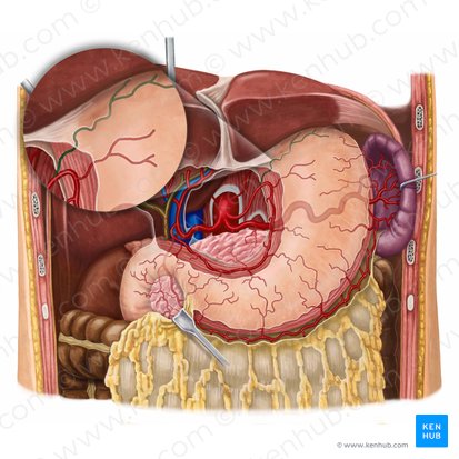 Esophageal branches of left gastric artery (Rami oesophageales arteriae gastricae sinistrae); Image: Irina Münstermann