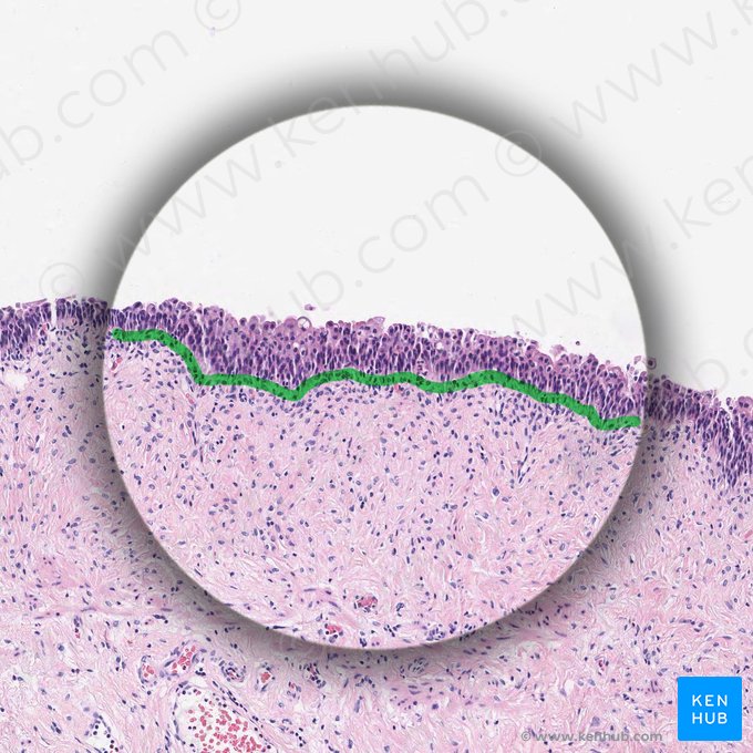 Membrana basal (Membrana basalis); Imagen: 