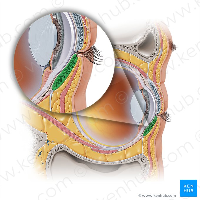 Tarso inferior da pálpebra (Tarsus inferior palpebrae); Imagem: Paul Kim