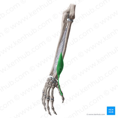 Músculo extensor corto del pulgar (Musculus extensor pollicis brevis); Imagen: Yousun Koh