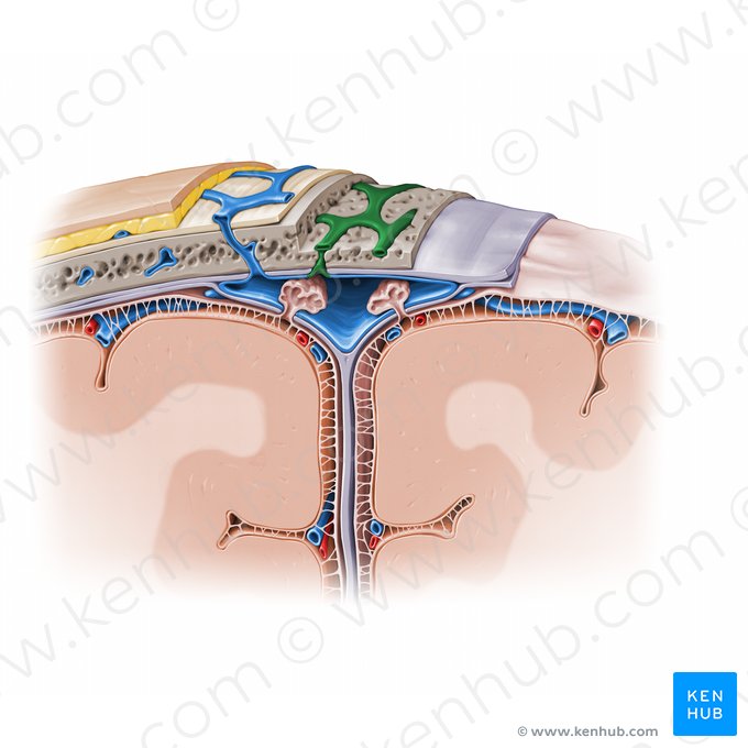 Diploic veins (Venae diploicae); Image: Paul Kim