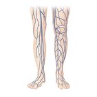 Main veins of the lower limb