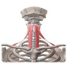 Infrahyoid muscles
