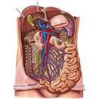 Veins of the small intestine