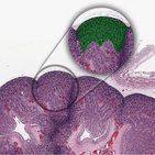 Histologia do rim