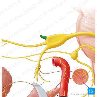 Nervio oftálmico (Nervus ophthalmicus); Imagen: Paul Kim