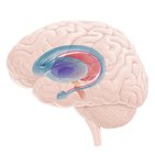 Basal ganglia