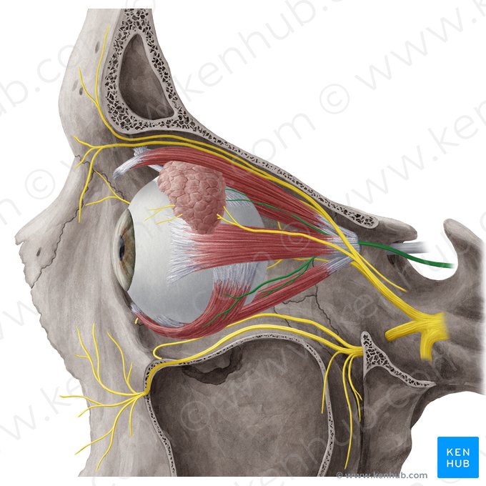 Nervo oculomotor (Nervus oculomotorius); Imagem: Yousun Koh