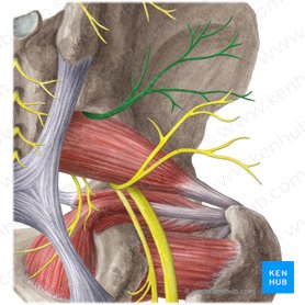 Superior gluteal nerve (Nervus gluteus superior); Image: Liene Znotina