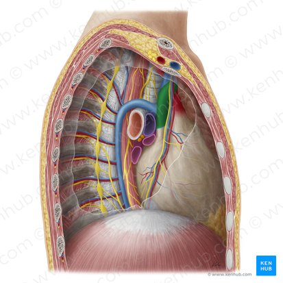 Vena cava superior (Obere Hohlvene); Bild: Yousun Koh