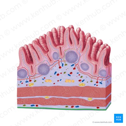 Mesothelium (Mesothel); Bild: Paul Kim