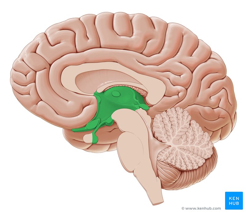 Diencephalon - medial view