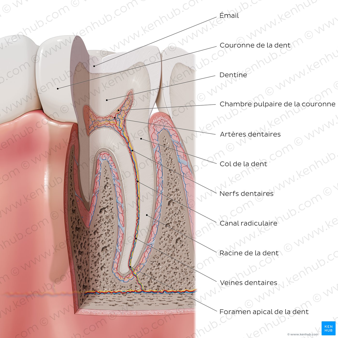 Composants principaux d’une dent (schéma)
