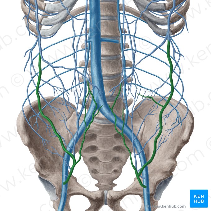 Veia epigástrica superficial (Vena epigastrica superficialis); Imagem: Yousun Koh