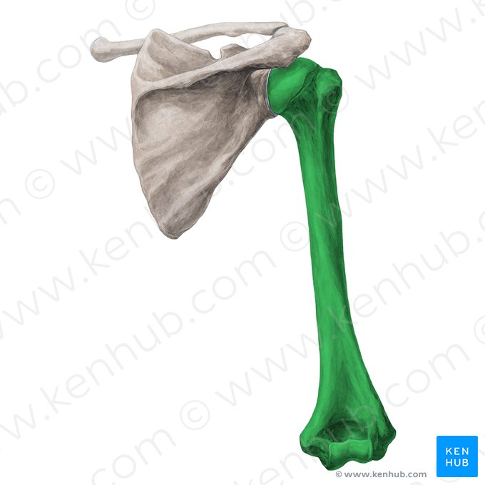 Úmero (Humerus); Imagem: Yousun Koh