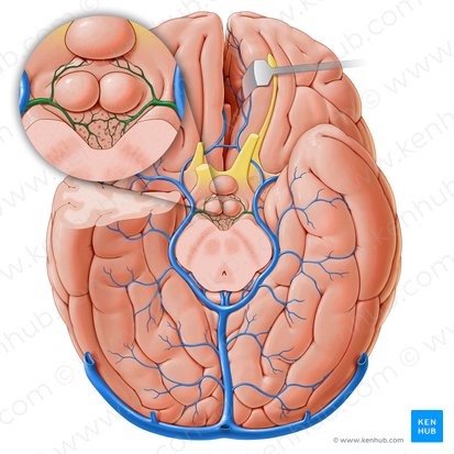 Venas interpedunculares (Venae interpedunculares); Imagen: Paul Kim