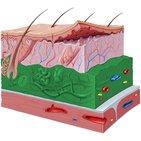 Subcutaneous tissue