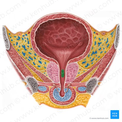 Colículo seminal (Colliculus seminalis); Imagen: Irina Münstermann