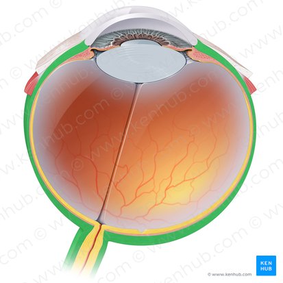 Sclère (Sclera); Image : Paul Kim