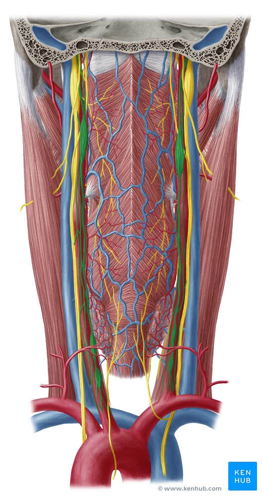 Sympathetic trunk - posterior view