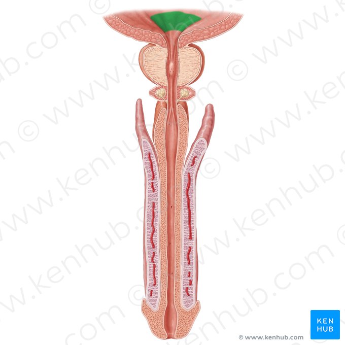 Trigone of urinary bladder (Trigonum vesicae urinariae); Image: Samantha Zimmerman